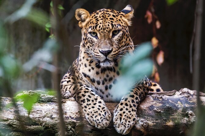 Yala National Park Safari |From Hambantota Port (Shore Excursion) - Pickup and Accessibility