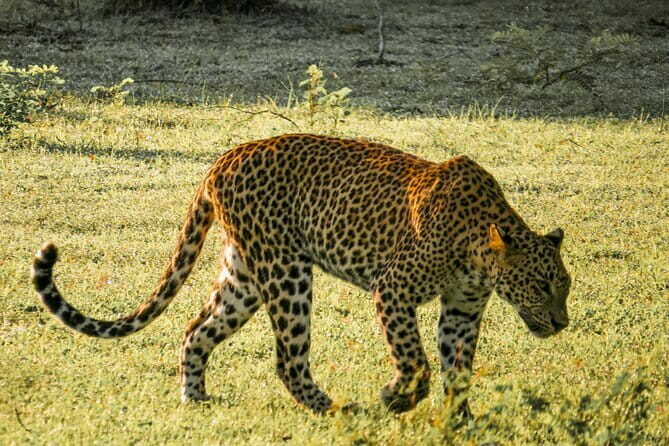 Yala National Park Safari from Hambantota Seaport - Yala National Park Safari from Hambantota Seaport: A Wildlife Adventure Worth Considering