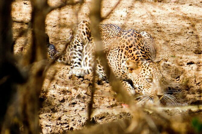 Yala National Park Safari from Hambantota Seaport - The Experience in Detail