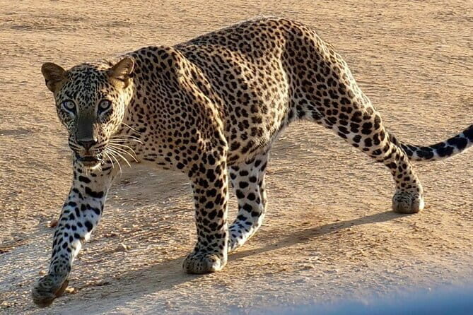 Yala National Park Safari from Hambantota Seaport - FAQ