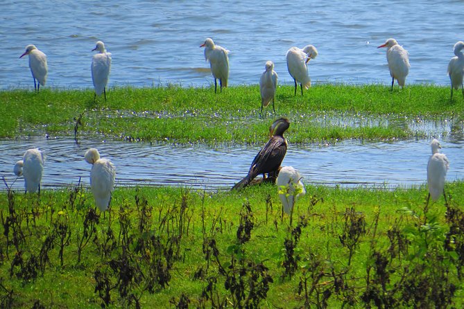 Yala National Park Safari From Hambantota Seaport - Meeting and Pickup