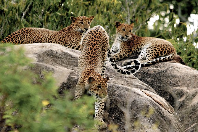 Yala National Park Safari From Hambantota Seaport - Safari Highlights