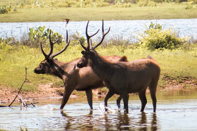 Yala National Park Safari From Hambantota Seaport - Suitability and Fitness