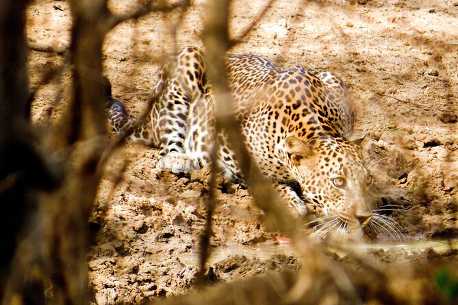 Yala National Park Safari From Hambantota Seaport - Booking and Cancellation