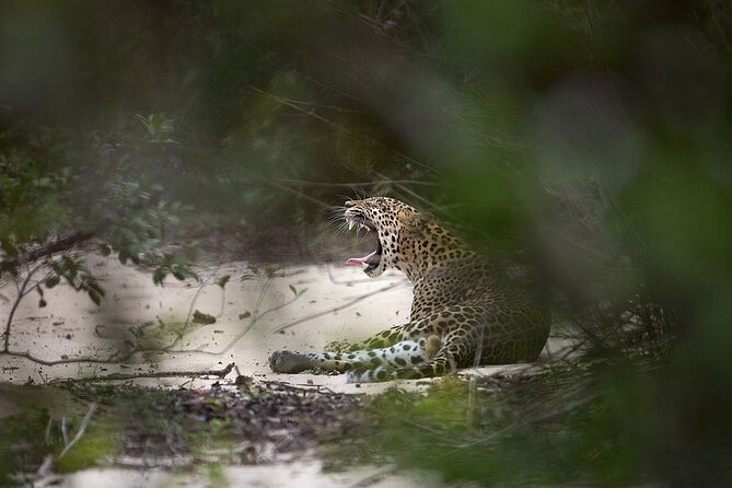 Yala National Park Safari From Hikkaduwa - Safari Experience