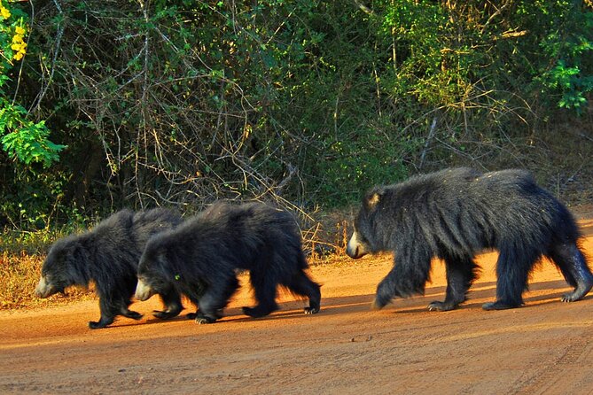 Yala National Park Safari From Hikkaduwa - Wildlife Spotting