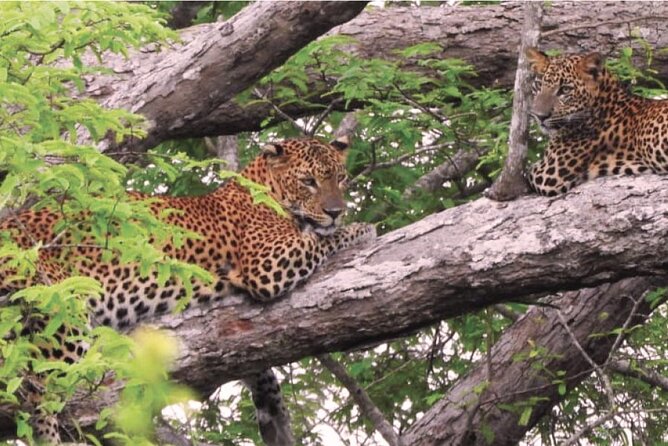 Yala National Park Safari From Hikkaduwa - Memorable Adventure