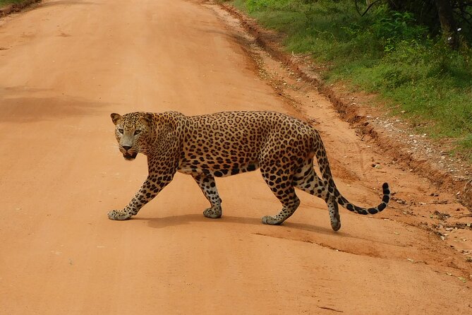 Yala National Park Safari From Mattala AirPort & Hambantota Port - Pickup and Meeting Details
