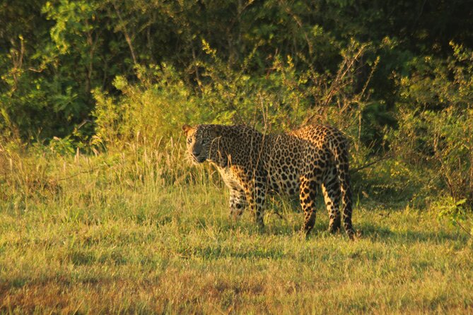 Yala National Park Safari From Mattala AirPort & Hambantota Port - Pickup and Meeting Details