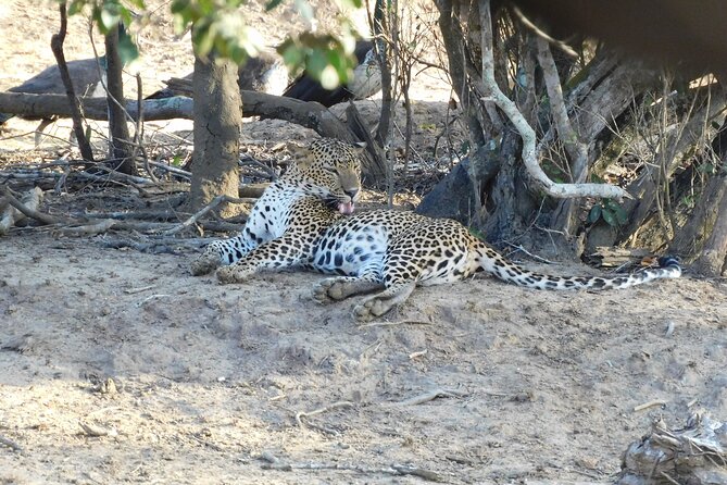 Yala National Park Safari From Mattala AirPort & Hambantota Port - Accessibility and Participation