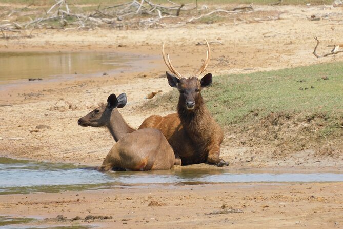 Yala National Park Safari From Mattala AirPort & Hambantota Port - Cancellation and Booking Information