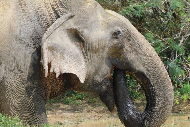Yala National Park Safari From Mattala AirPort & Hambantota Port - Safari Highlights