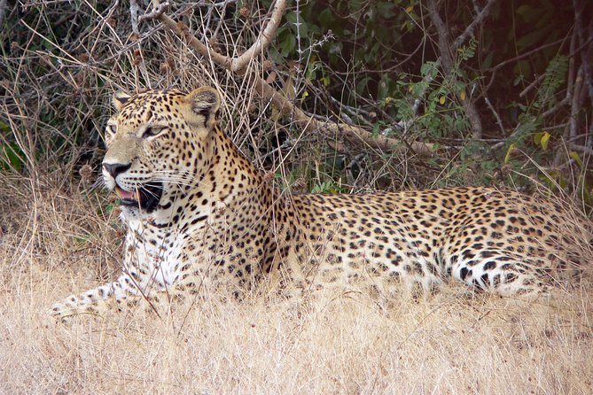 Yala National Park Safari From Mirissa - Good To Know