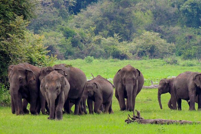 Yala National Park Safari From Mirissa - Guided Commentary