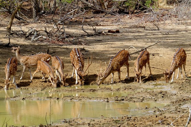 Yala National Park Safari From Mirissa - Inclusions and Exclusions