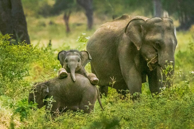 Yala National Park Safari From Weligama - Pickup and Start Time
