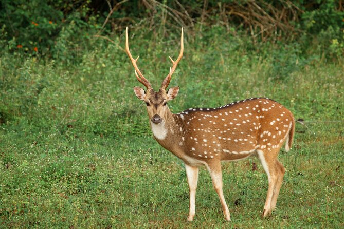 Yala National Park Safari From Weligama - Pricing and Booking