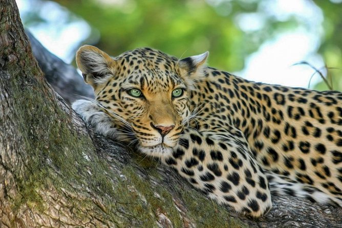 Yala National Park Safari From Weligama - Tour Reviews