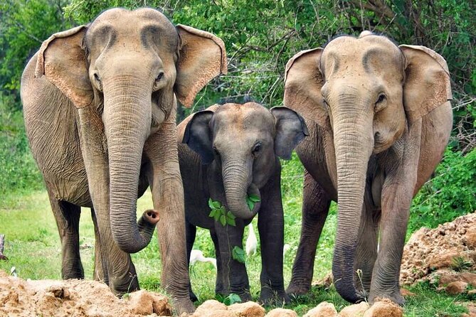 Yala National Park Safari From Weligama - Off-Road Jeep Experience