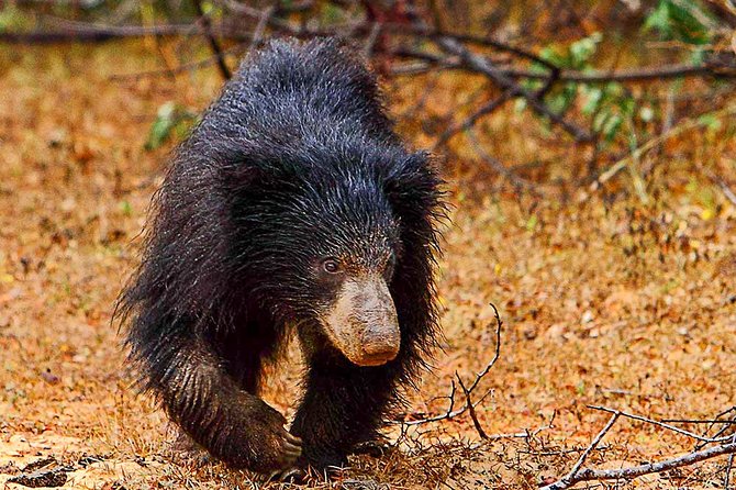 Yala National Park Safari From Weligama - Pickup and Start Time