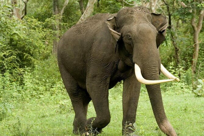 Yala National Park Safari - Half day and Full day - Setting the Scene: What to Expect from the Safari Experience