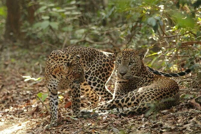 Yala National Park Safari - Half day and Full day - What Travelers Say: Authentic Perspectives