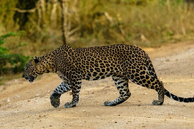 Yala National Park Safari - Half day and Full day - Who Should Consider This Tour?