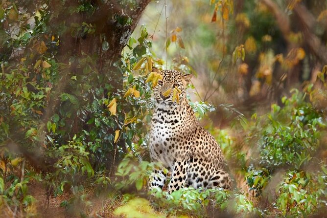 Yala National Park Safari | Jeep With Tickets - Key Points