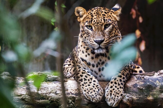 Yala National Park Safari | Jeep With Tickets - Inclusions