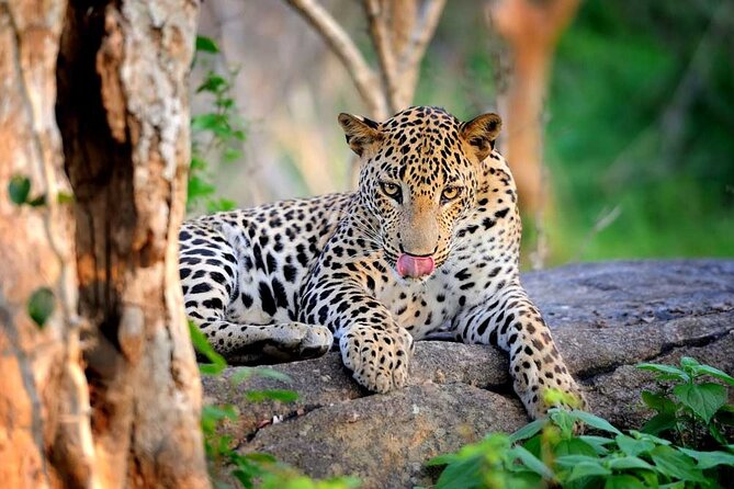 Yala National Park Safari | Jeep With Tickets - Pickup Information
