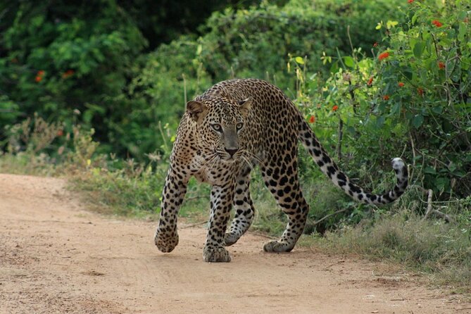 Yala National Park Safari | Jeep With Tickets - Important Details