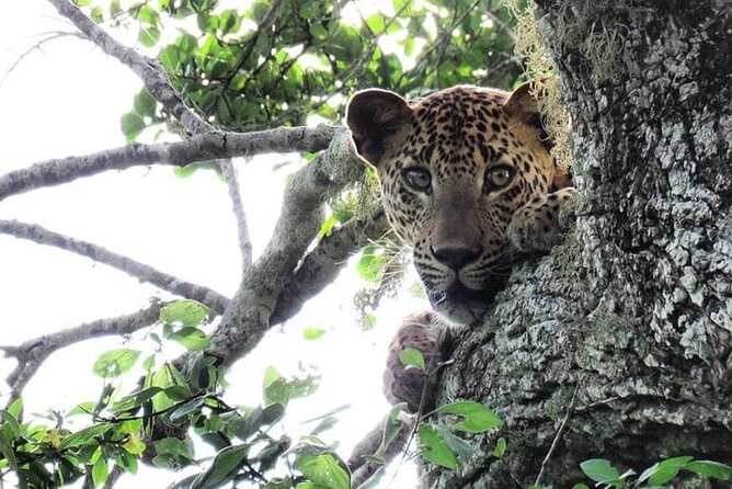 Yala National Park Safari | Jeep With Tickets - Pricing and Cancellation