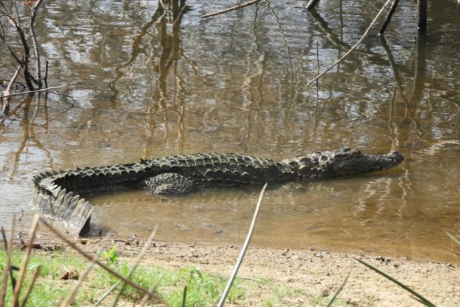 Yala National Park Safari | Jeep With Tickets - Reviews