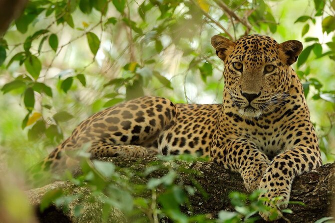 Yala National Park Safari | Jeep With Tickets - Safari Experience