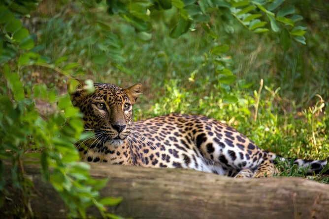 Yala National Park Safari | Jeep With Tickets - Park Information