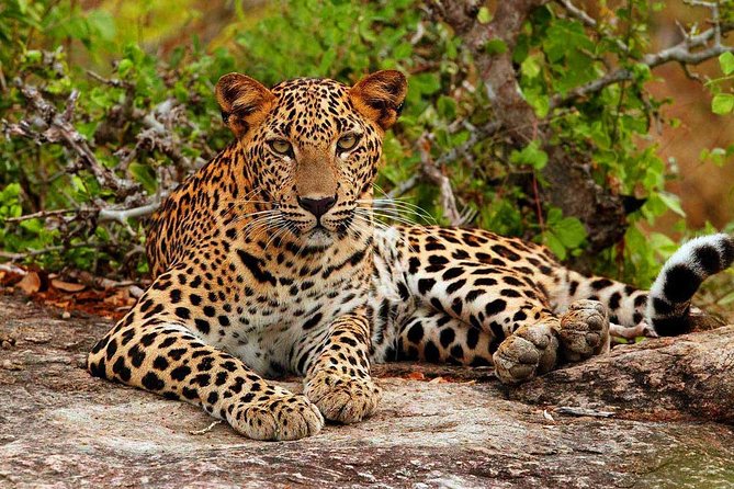 Yala National Park Safari - Private Tour - Photography Experiences