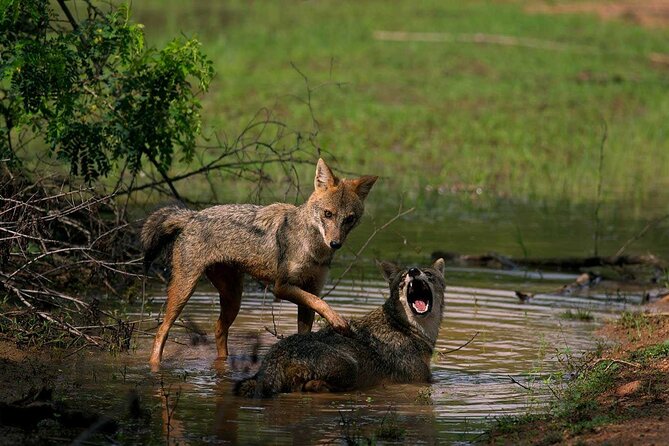 Yala National Park Safari - Private Tour - Customized Packages