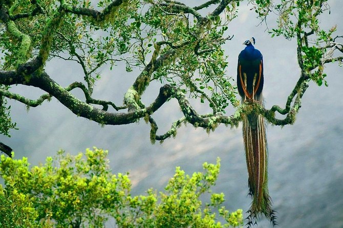 Yala National Park Safari - Private Tour - Logistical Details