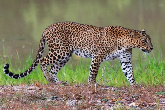 Yala National Park Safari - Private Tour - Safety Considerations