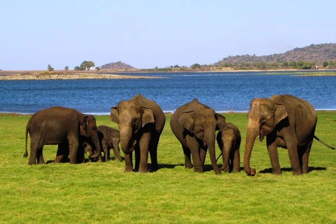 Yala National Park Safari - Private Tour - Traveler Reviews and Recommendations