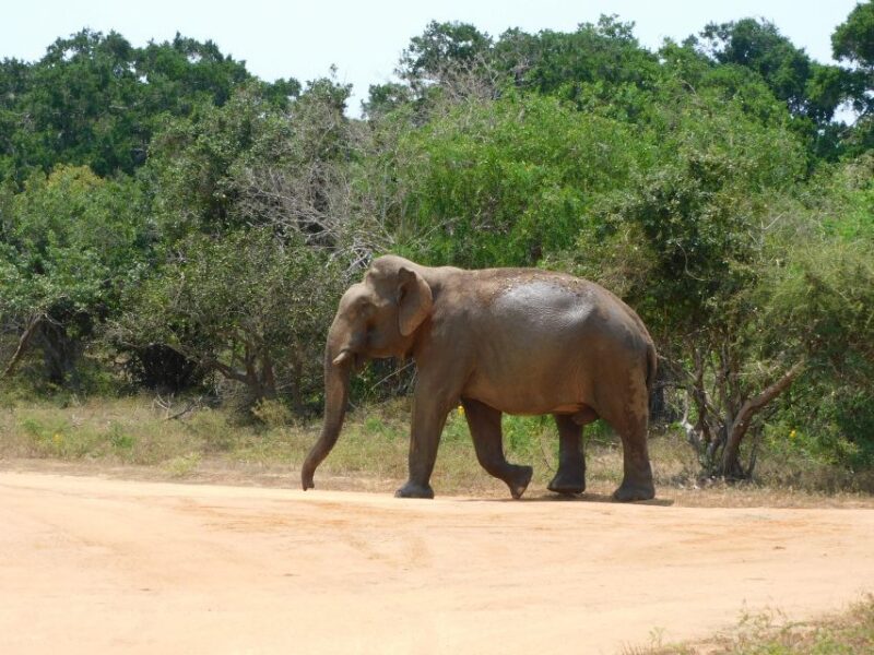 Yala National Park Safari PRIVATE TOURS- Half Day & Full Day - Key Points