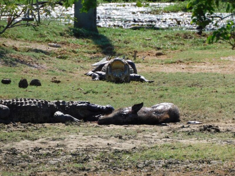 Yala National Park Safari PRIVATE TOURS- Half Day & Full Day - Customer Reviews and Recommendations