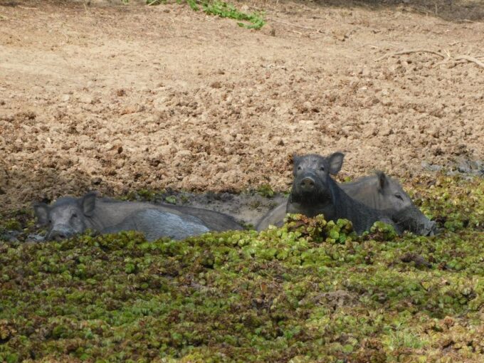 Yala National Park Safari PRIVATE TOURS- Half Day & Full Day - Park Entrance and Fees