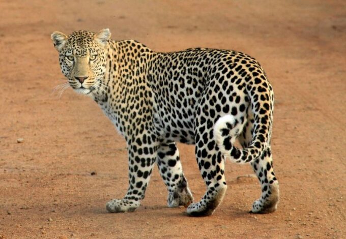 Yala National Park Safari PRIVATE TOURS- Half Day & Full Day - Booking and Cancellation Policy