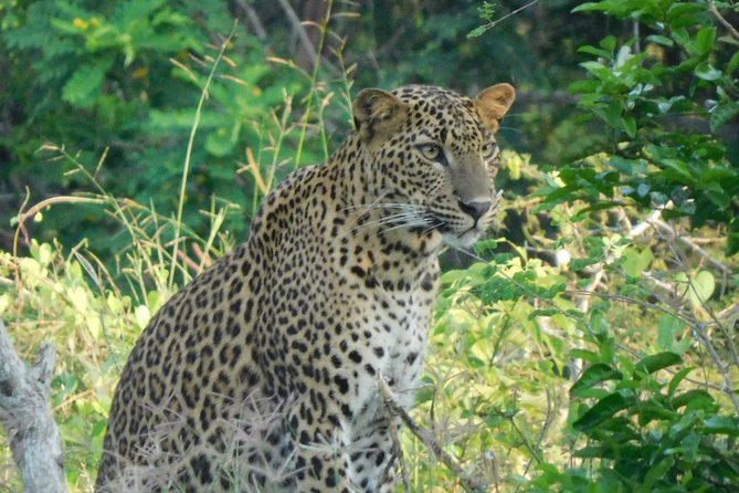 Yala National Park Safari (PRIVATE TOURS) - Half Day & Full Day - Key Points