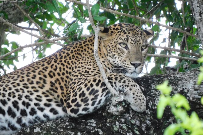 Yala National Park Safari (PRIVATE TOURS) - Half Day & Full Day - Wildlife and Habitats