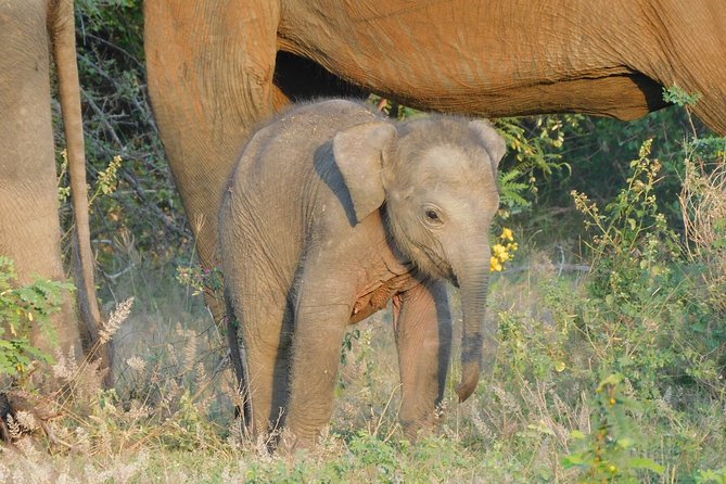 Yala National Park Safari (PRIVATE TOURS) - Half Day & Full Day - Pickup and Transportation