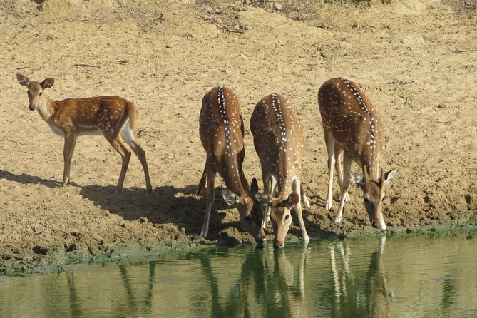 Yala National Park Safari (PRIVATE TOURS) - Half Day & Full Day - Tour Highlights and Experiences