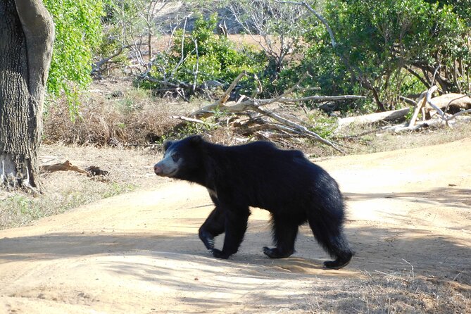 Yala National Park Safari (PRIVATE TOURS) - Half Day & Full Day - Booking and Cancellation Policy