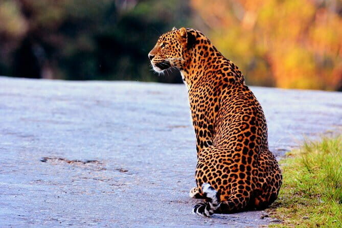 Yala National Park Safari : Special Guided Tour - Final Thoughts